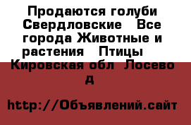 Продаются голуби Свердловские - Все города Животные и растения » Птицы   . Кировская обл.,Лосево д.